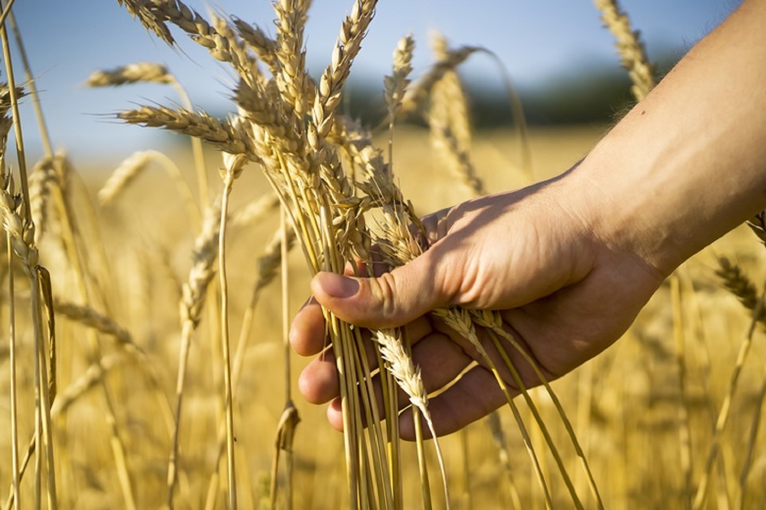 Grain Farming Market Size, Share, Industry Trends, Report 2025-2033
