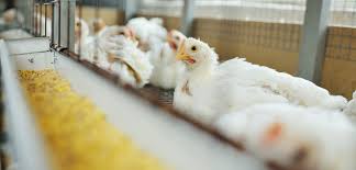 Middle East and Africa Animal Feed Additives Market Report, Trends, Forecast 2025-2033