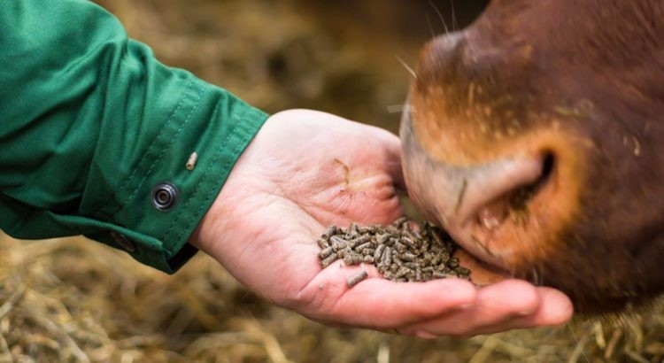 Europe Animal Feed Additives Market Size, Share, Trends 2025-2033