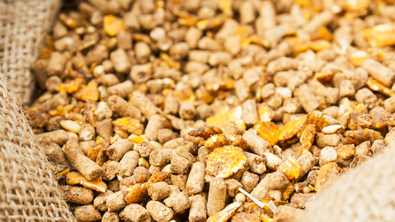 North America Animal Feed Additives Market Size, Share, Forecast 2025-2033