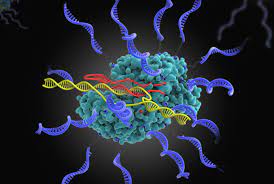 CRISPR Market Size, Share and Forecast Report 2025-2033