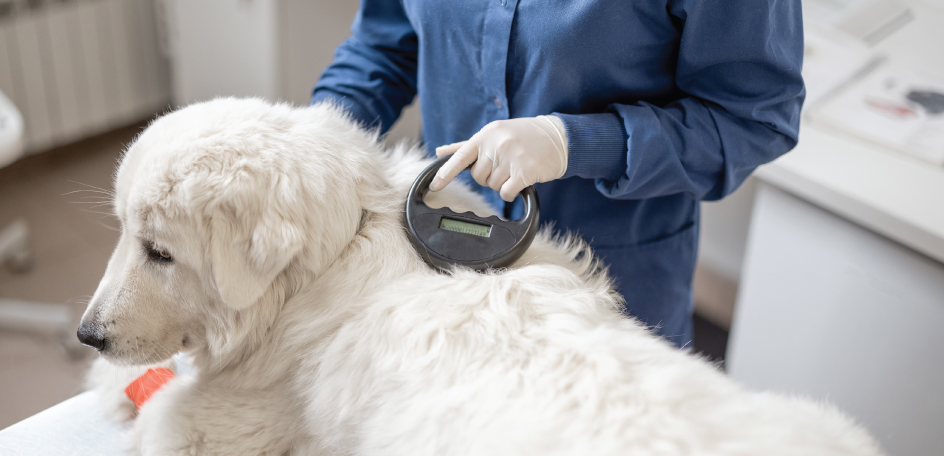 Pet Identification (ID) Microchip Implant Market Industry, Size, Share, Trends 2025-2033