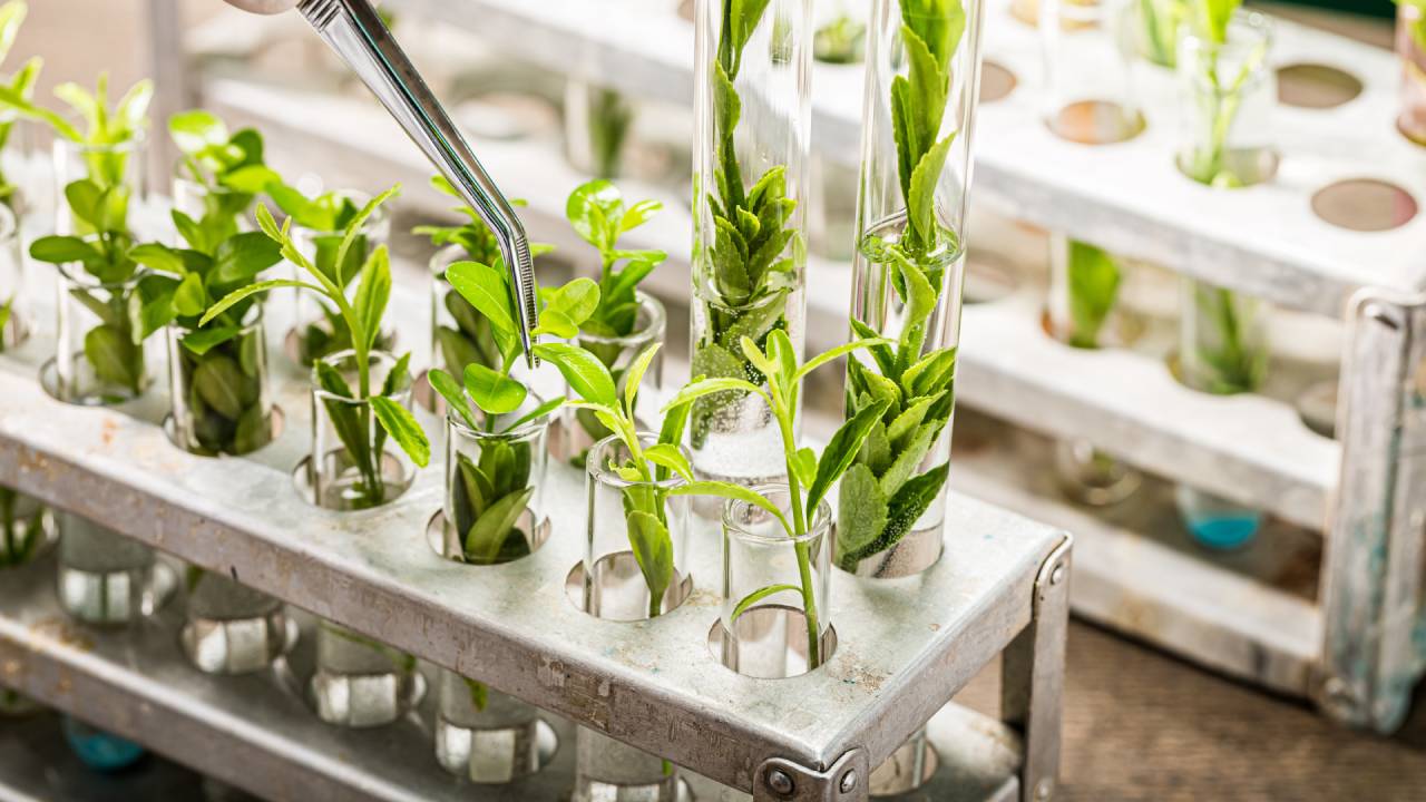 Plant Genotyping Equipment Market Industry Report, Size, Share and Demands 2025-2033